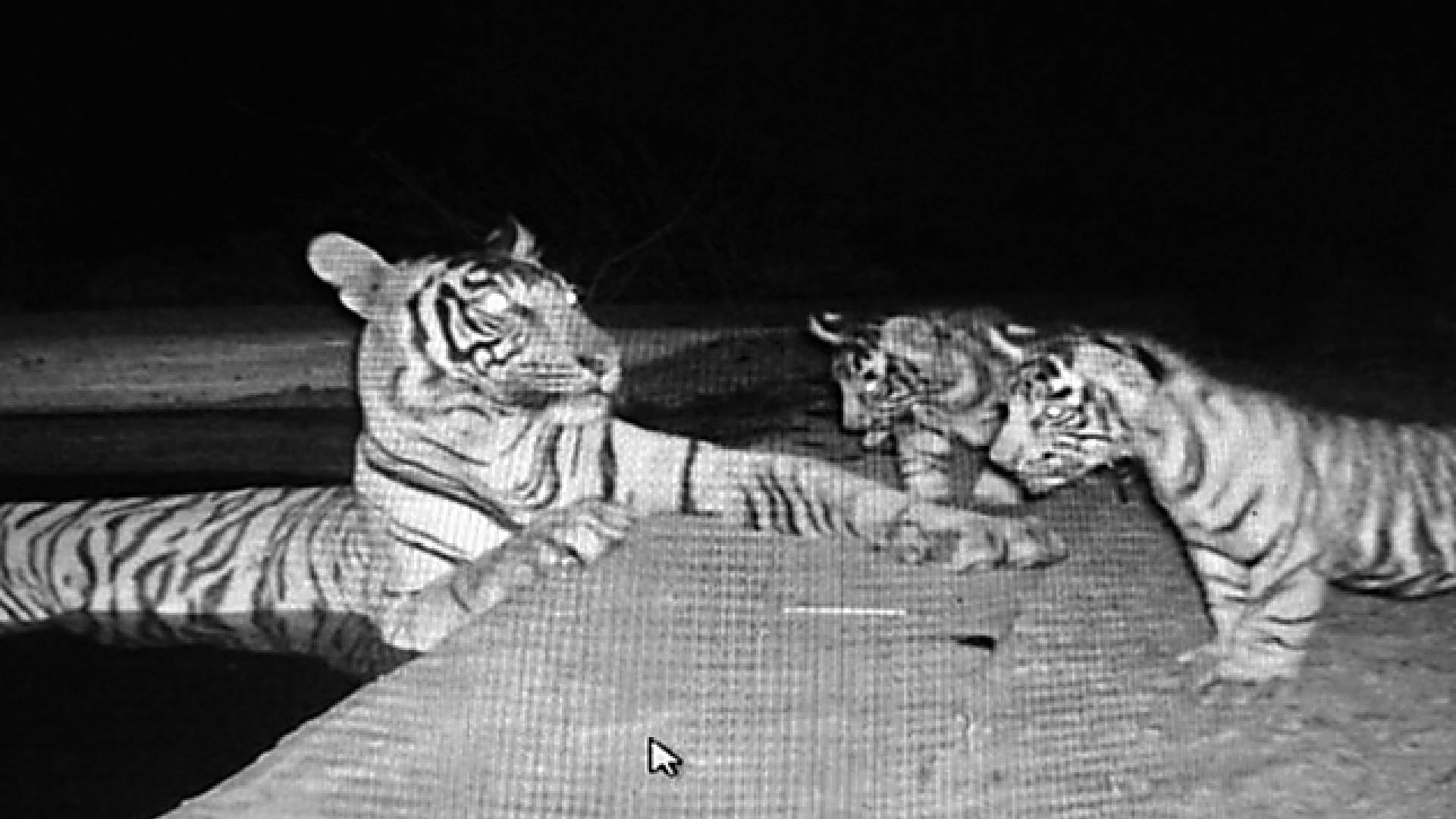 4-year-old Tigress ST-27 gives birth to two cubs